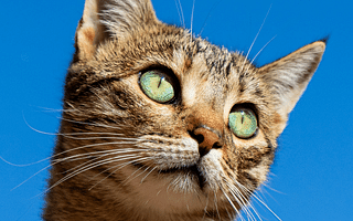 What are the different breeds of cats?